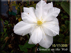 Clematis photograph