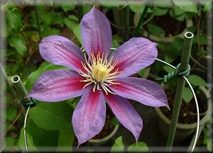 Clematis photograph