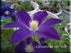 Clematis photograph