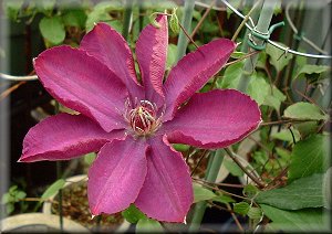 Clematis photograph