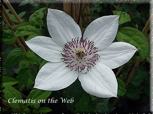 Clematis photograph