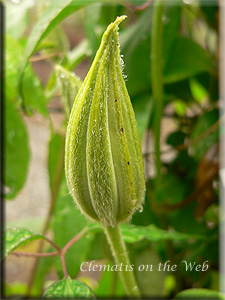 Clematis photograph