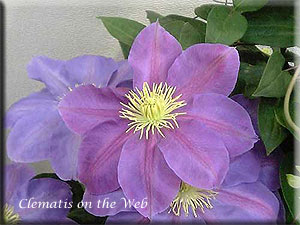 Clematis photograph