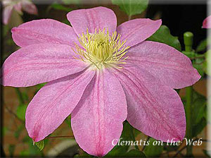 Clematis photograph