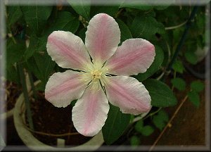 Clematis photograph