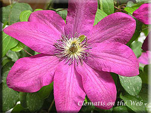 Clematis photograph