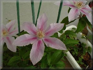 Clematis photograph