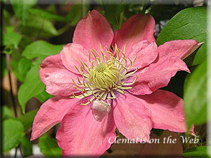 Clematis photograph