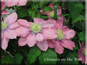 Clematis photograph