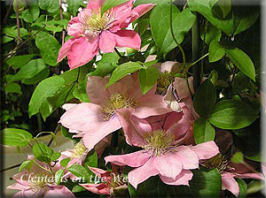 Clematis photograph