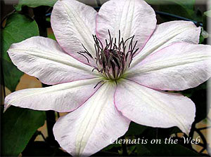 Clematis photograph