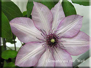 Clematis photograph