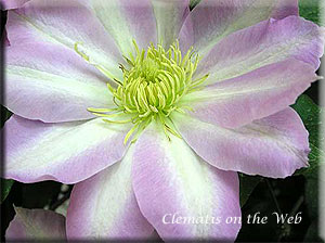 Clematis photograph