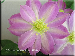 Clematis photograph