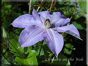 Clematis photograph