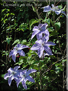 Clematis photograph