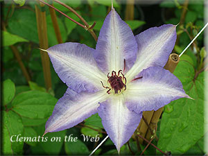 Clematis photograph