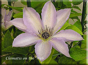 Clematis photograph