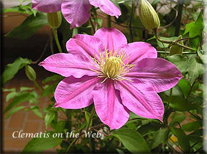 Clematis photograph