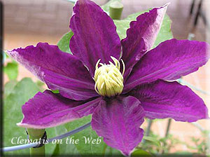 Clematis photograph