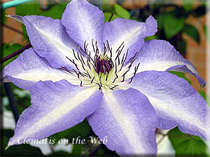 Clematis photograph