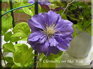 Clematis photograph