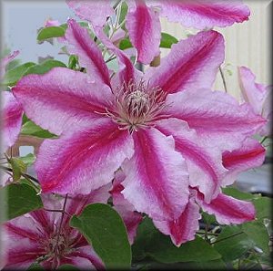 Clematis photograph