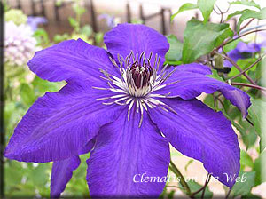 Clematis photograph