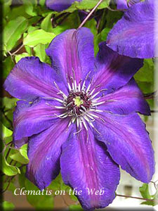 Clematis photograph