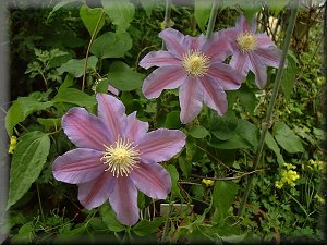 Clematis photograph