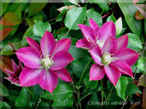 Clematis photograph