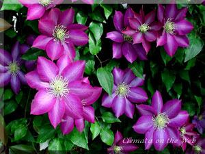 Clematis photograph