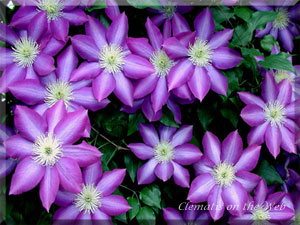 Clematis photograph