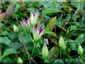 Clematis photograph