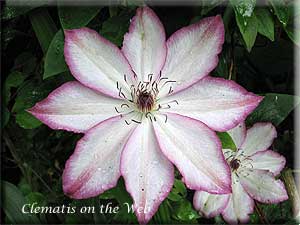 Clematis photograph