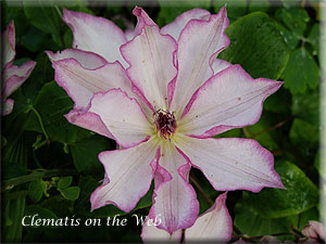 Clematis photograph