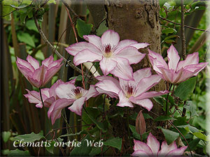 Clematis photograph