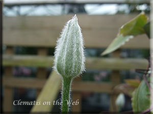 Clematis photograph