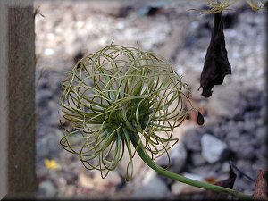 Clematis photograph