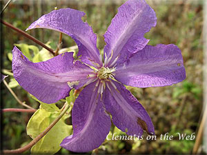 Clematis photograph