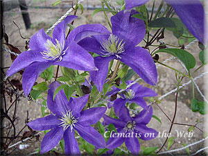 Clematis photograph