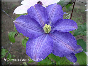 Clematis photograph