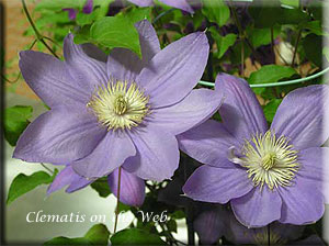 Clematis photograph