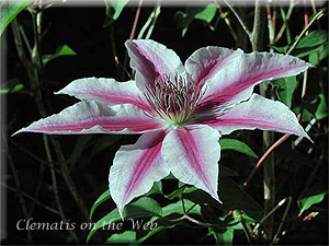 Clematis photograph