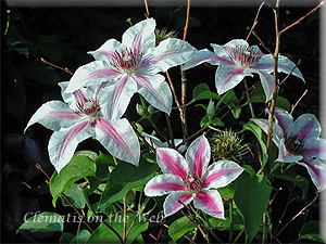 Clematis photograph