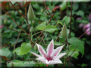 Clematis photograph