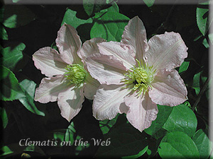 Clematis photograph