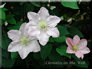 Clematis photograph