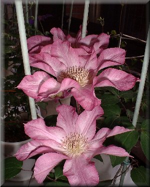 Clematis photograph