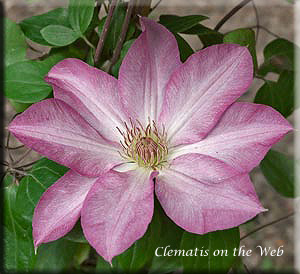 Clematis photograph